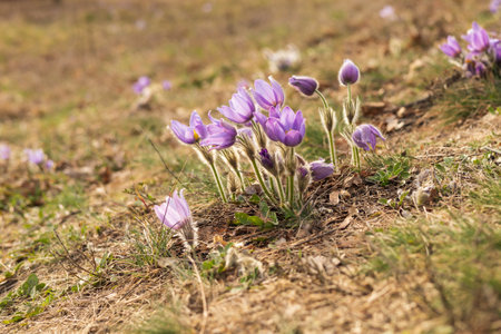 Pasque flowers on spring field. Photo Pulsatilla grandis with nice bokeh. Spring flower. Purple...