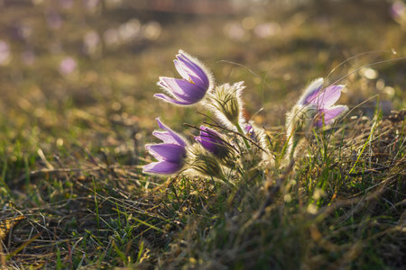 Pasque flowers on spring field. Photo Pulsatilla grandis with nice bokeh. Spring flower. Purple flower. Poisonous flower.の写真素材