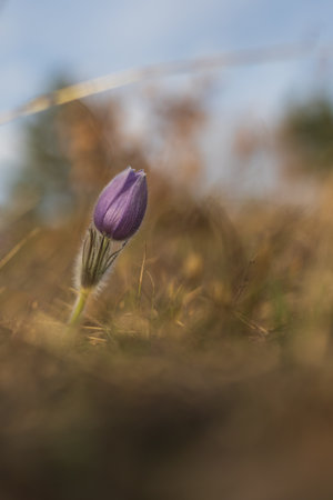 Pasque flowers on spring field. Photo Pulsatilla grandis with nice bokeh. Spring flower. Purple...