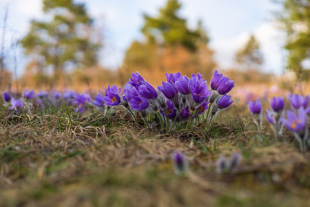 Purple crocus flowers on a meadow in early spring.