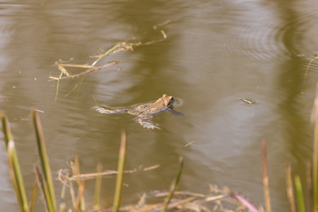 Common toad - Bufo bufo in mating season. Frog in water. A toad on the surface of a pond.