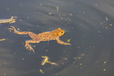 Common toad - Bufo bufo in mating season. Frog in water. A toad on the surface of a pond.の写真素材