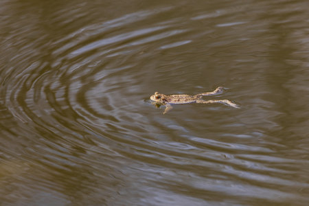 Common toad - Bufo bufo in mating season. Frog in water. A toad on the surface of a pond.の写真素材