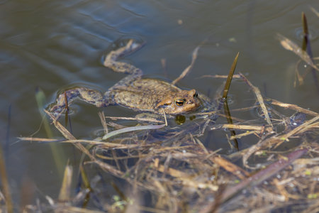 Common toad - Bufo bufo in mating season. Frog in water. A toad on the surface of a pond.の写真素材