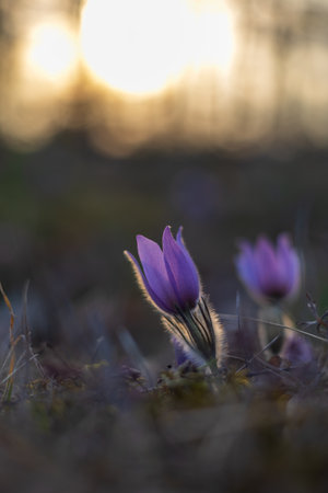 Pasque flowers on spring field. Photo Pulsatilla grandis with nice bokeh.