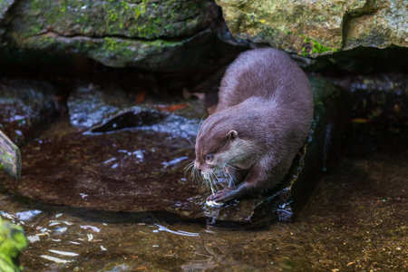 Small otter - Amblonyx Cinerea in its natural habitat in nature. The otter bathes in water.の写真素材