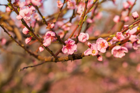 Beautiful peach orchard. There are pink flowers on the trees. There is green grass between the trees. The sky is blue.の写真素材