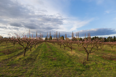 Beautiful peach orchard. There are pink flowers on the trees. There is green grass between the trees. The sky is blueの写真素材