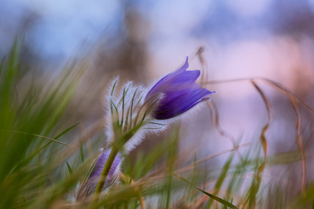 Pasque flowers on spring field. Photo Pulsatilla grandis with nice bokeh.の写真素材