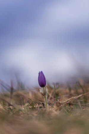 Pasque flowers on spring field. Photo Pulsatilla grandis with nice bokeh.