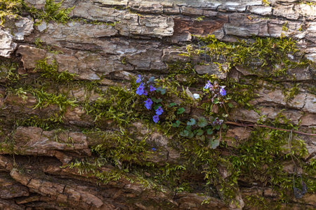 Violet spring flower - violet grows on moss in the bark of a fallen tree.の写真素材