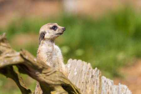 Meerkat - Suricata suricatta standing on a stone guarding the surroundings in sunny weather. Photo has nice bokeh.の写真素材