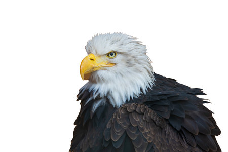 Portrait of a bald eagle on a white background.の写真素材