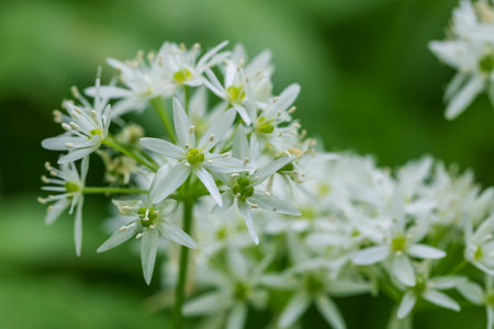 Medicinal plant Bear's garlic - Allium ursinum. Garlic has green leaves and white flowers.の写真素材