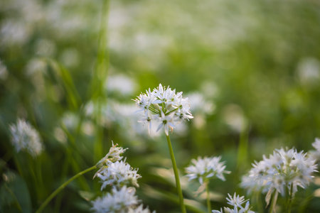 Medicinal plant Bear's garlic - Allium ursinum. Garlic has green leaves and white flowers.