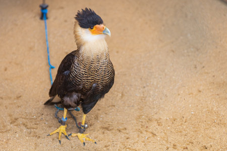 Southern Karanco bird of prey - Caracara plancus caught by a falconer.の写真素材