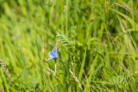 A beautiful little blue butterfly - Plebejus idas sits on a stalk in a green meadow.の写真素材