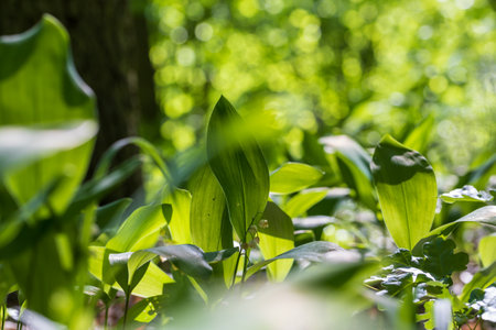 Lily of the valley - a white bell-shaped flower with green leaves.