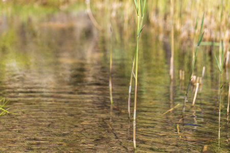 A body of water in a swamp from which reeds grow.の写真素材