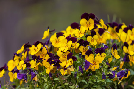 Beautiful colorful overhanging balcony flower Pansy - Violaの写真素材