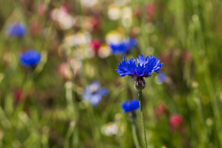 Beautiful blue flower Centaurea cyanus growing in the field.