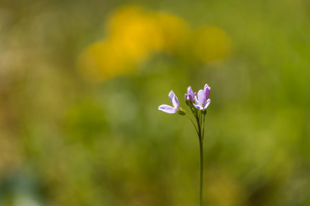 Blue-violet meadow flower on a green background.の写真素材