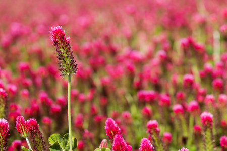Agricultural crop red Clover incarnate - Trifolium incarnatum in the field.の写真素材