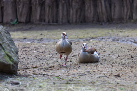 A brightly colored large bird Nile Goose - Alopochen aegyptiacaの写真素材