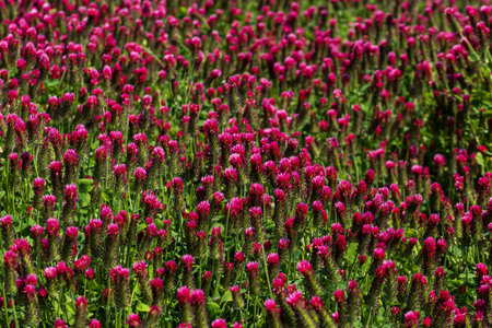 Agricultural crop red Clover incarnate - Trifolium incarnatum in the field.の写真素材