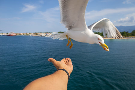 Seagull - Larus marinus flies through the air with outstretched wings. Blue sky. The harbor in the background.の写真素材