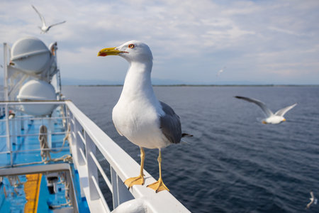 Seagull - Larus marinus flies through the air with outstretched wings. Blue sky. The harbor in the background.の写真素材