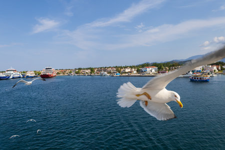 Seagull - Larus marinus flies through the air with outstretched wings. Blue sky. The harbor in the background.の写真素材