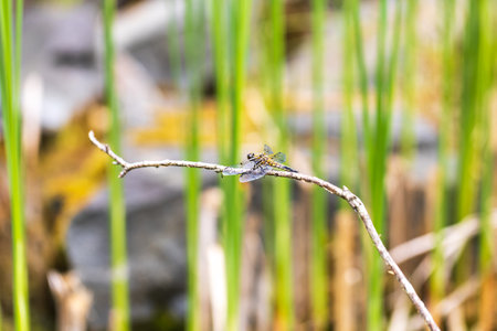 Dragonfly - Odonata with outstretched wings on a blade of grass. In the background is a beautiful bokeh created by a lensの写真素材