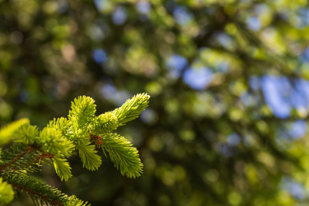 Spruce coniferous tree twigs. Young green shoots on the edge of the meadow. There is a cone on the...