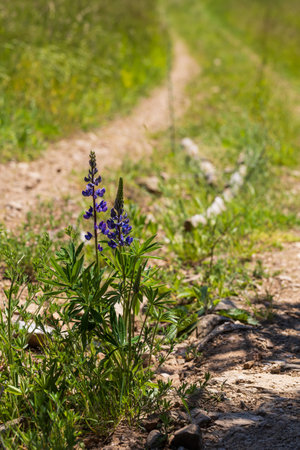Beautiful blue wild flower in the meadow. The background is green.の写真素材