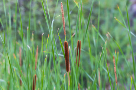 Decorative plant Orobinec - Cigar grows on the shore of a pond in the wilderness.の写真素材