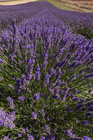 Summer field with a beautiful blooming lavender plant - Lavandula. The flowers are purple and pink.の写真素材
