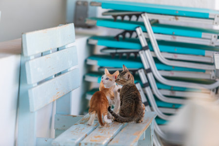 Wild street cats with kittens in front of the house.