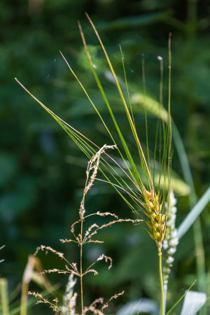 Ripe ears of golden corn in the field.