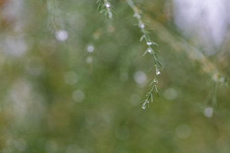 Spring garden after rain. Beautiful blooming colorful flowers. There are drops of water on the leaves.の写真素材