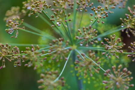Spring garden after rain. Beautiful blooming colorful flowers. There are drops of water on the...