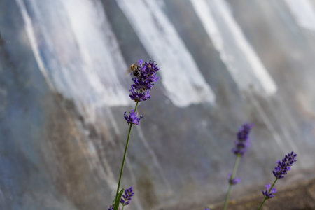 Beautiful colorful garden flowers on a flower bed in the garden.の写真素材