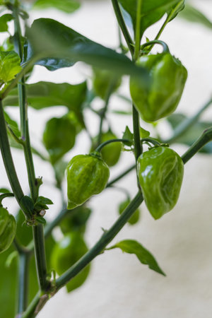 Hot habanero pepper. Balcony flower. A green plant grown on a balcony.