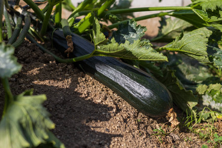Garden fruits. Growing vegetables of different colored pumpkins.の写真素材
