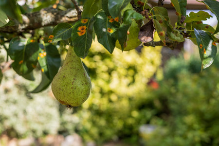 Pear tree in the garden. Pear fruit on tree and green leaves.の写真素材