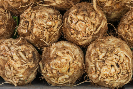 Celery bulb on the market counter. Vegetables for sale.の写真素材