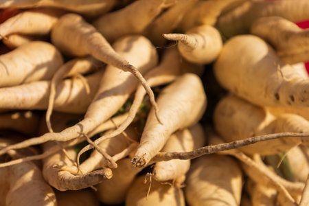 Parsley placed on a pile wearing in a bedclothesの写真素材