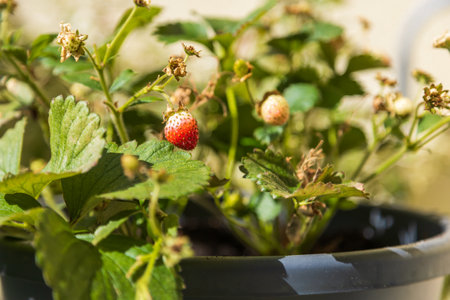 Balcony flower pots. Strawberries in a flowerpot on the balcony.の写真素材