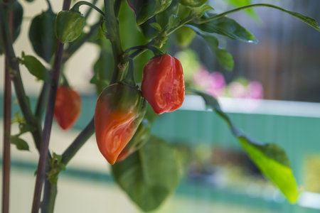 Hot habanero pepper. Balcony flower. A green plant grown on a balcony.の写真素材