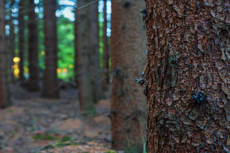 Forest landscape. Coniferous trees and clearings. Sunlight through the trees.の写真素材